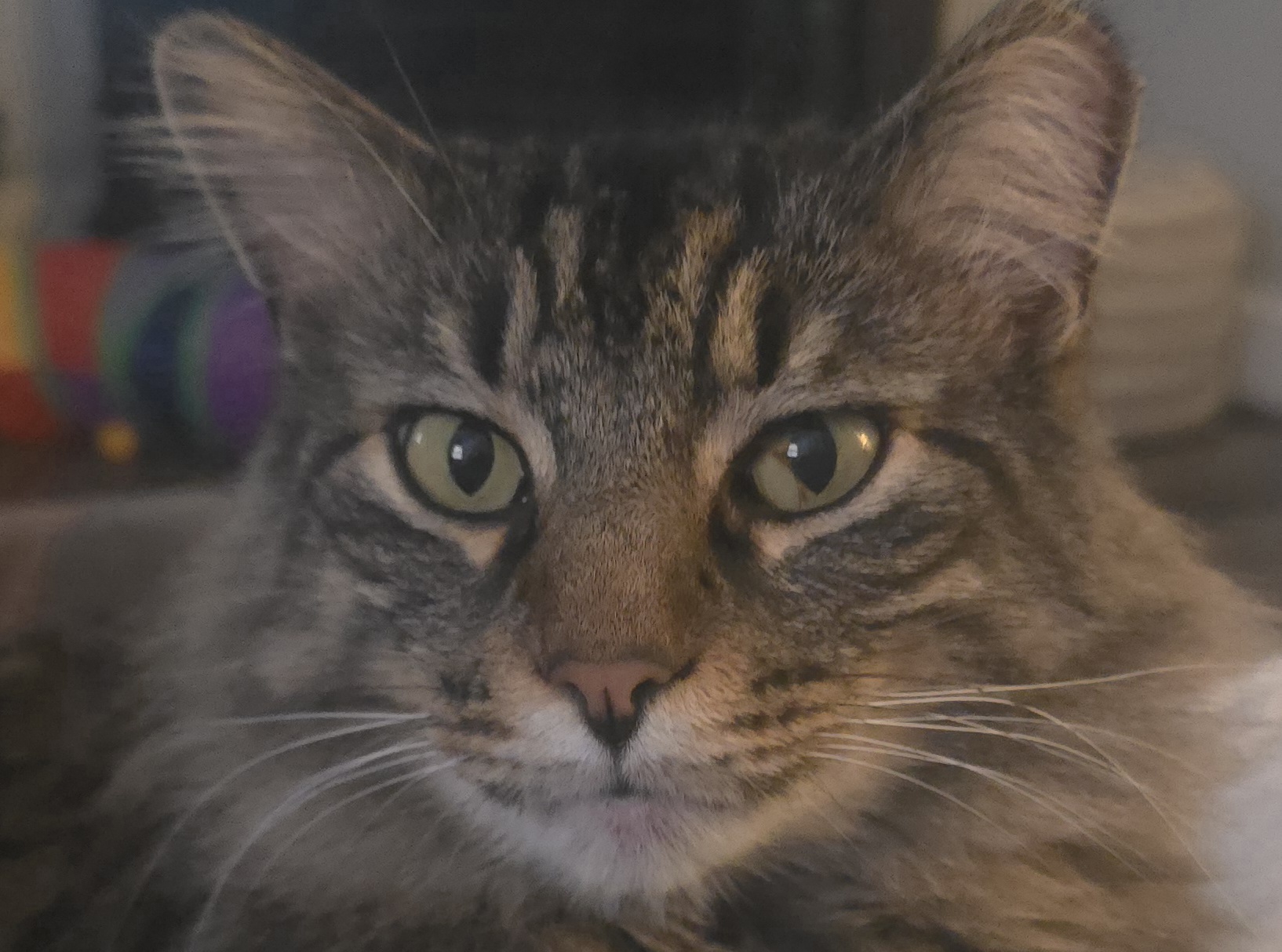 Close-up of a focused tabby cat with green eyes
